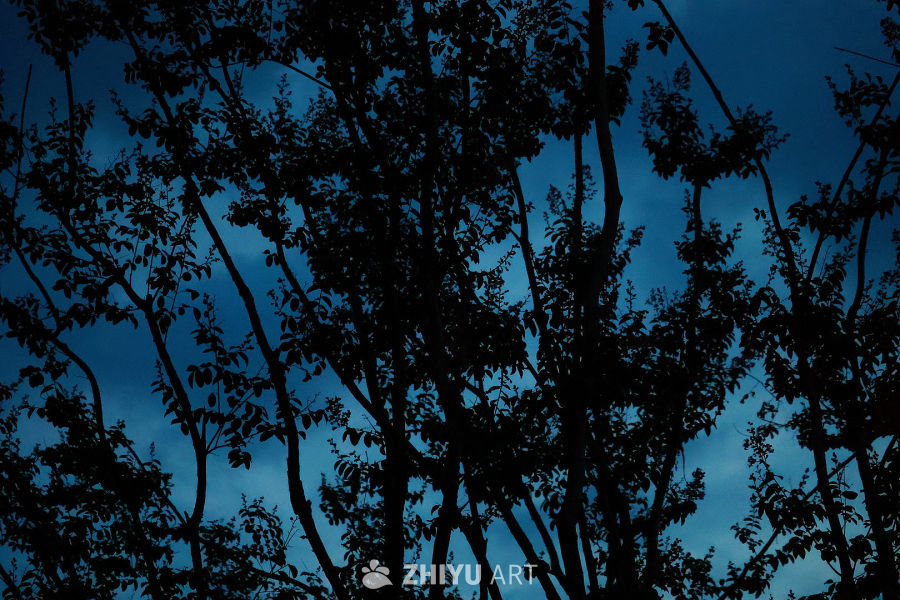夜幕下的树影