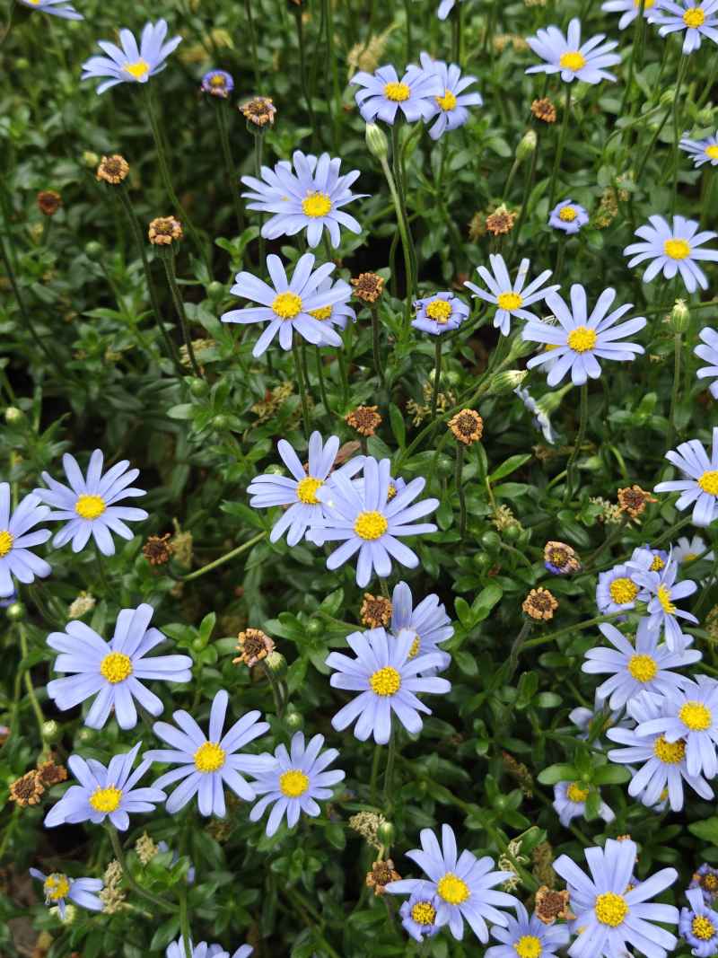 小菊花