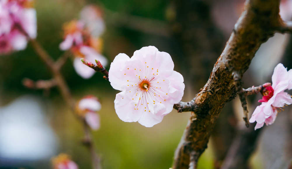 桃花开了