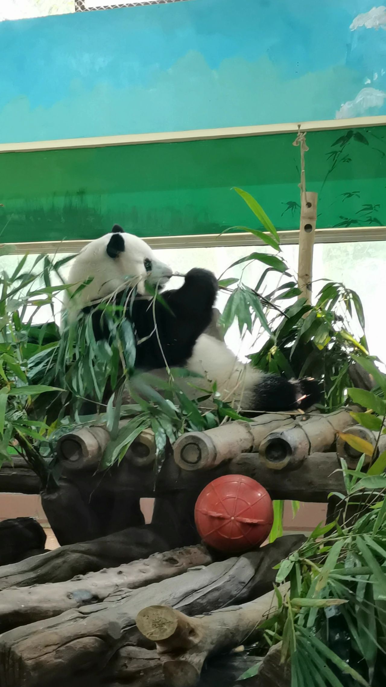 广州动物园熊猫吃竹子