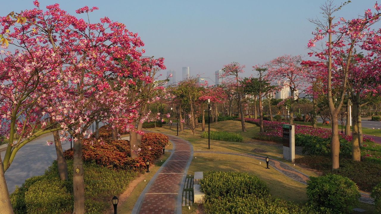 横琴花海长廊 17