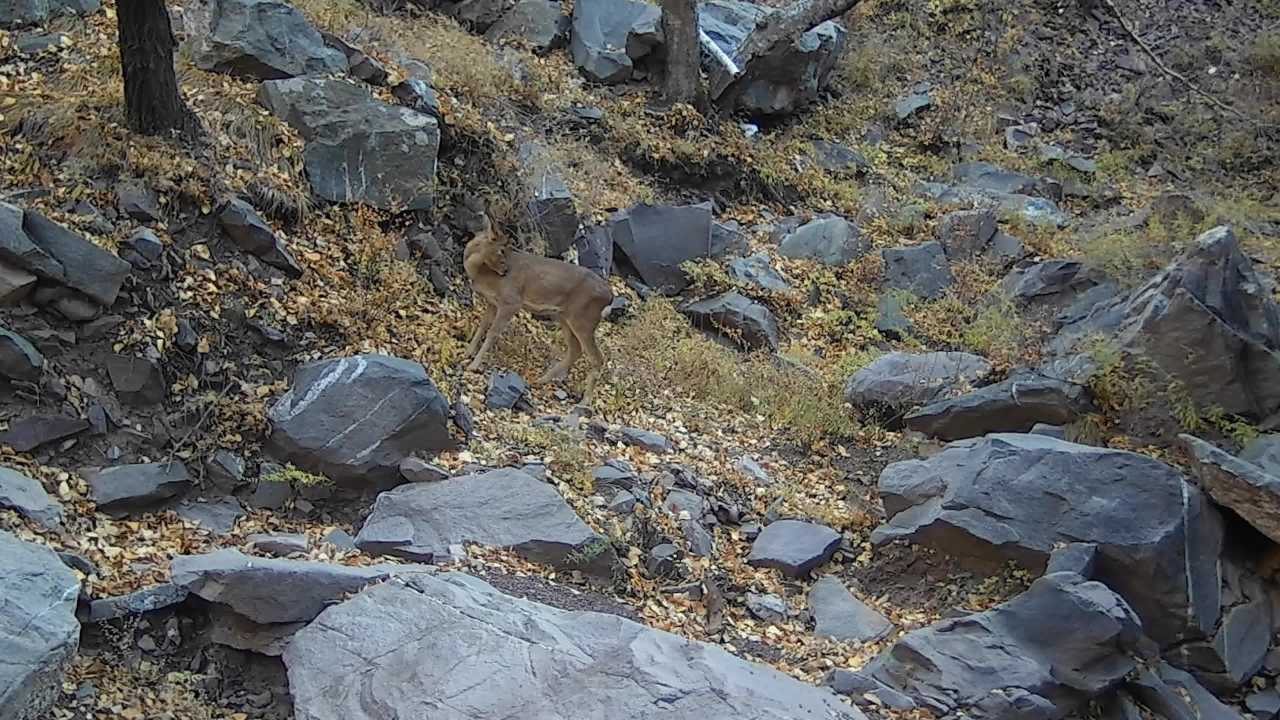 监控里的野生动物