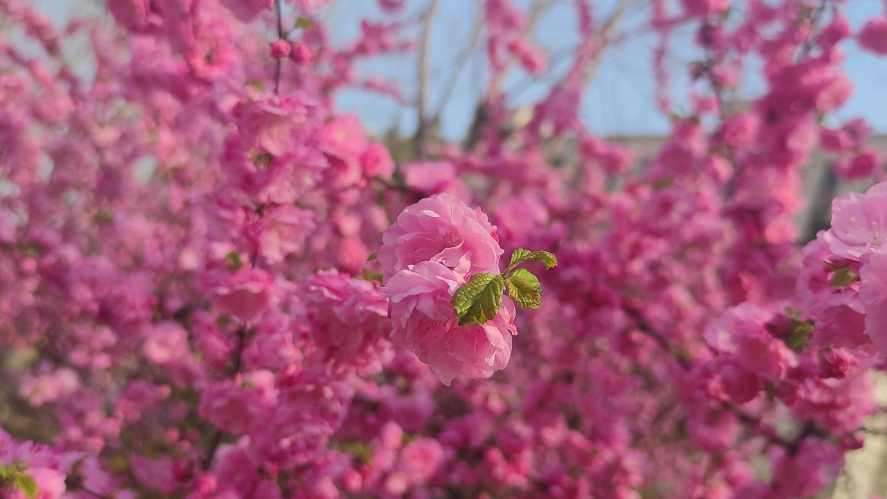 春天来了 31