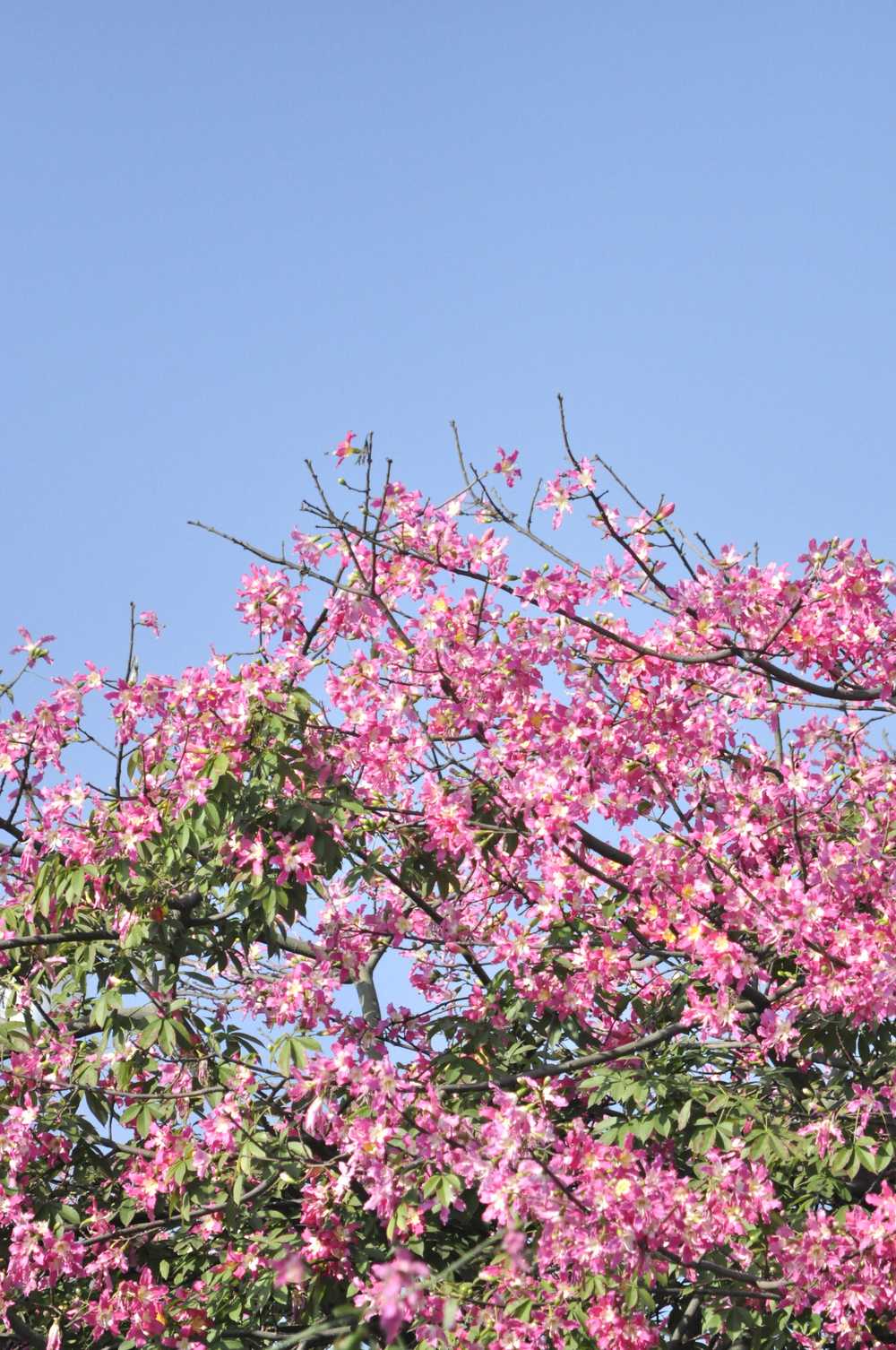 美丽异木棉，异木棉花