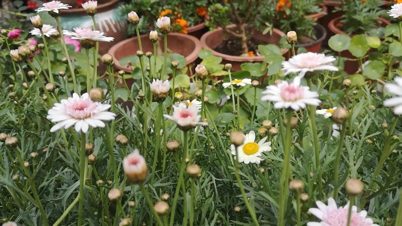 雏菊盛开的田野