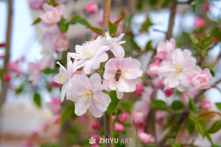 海棠花 3