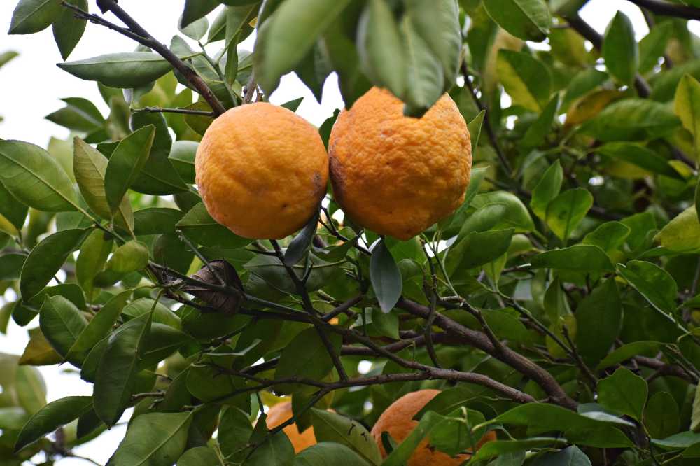 柑橘食品黄色水果