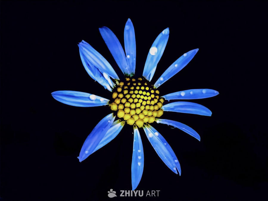 蓝花黄心水滴图