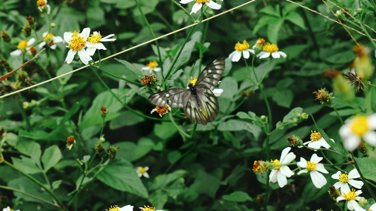 蝴蝶飞舞