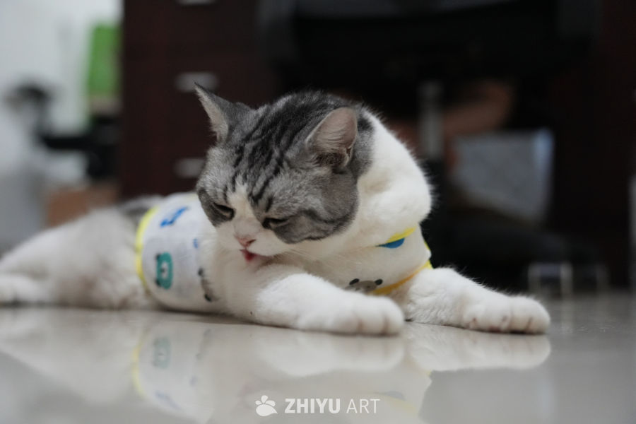 猫咪 50