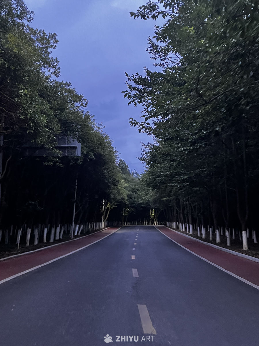 黄昏树荫下的静谧之路