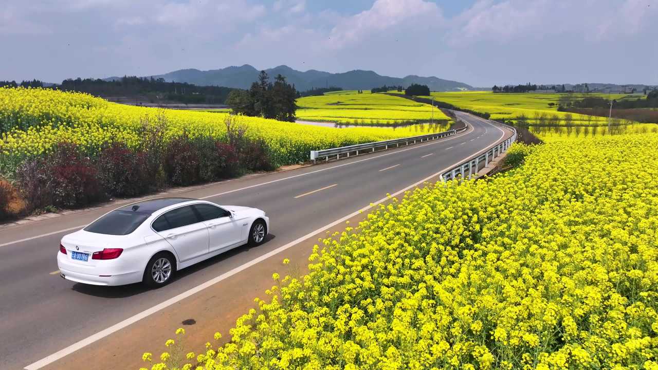 4k航拍花海公路  车辆在油菜花海中行驶