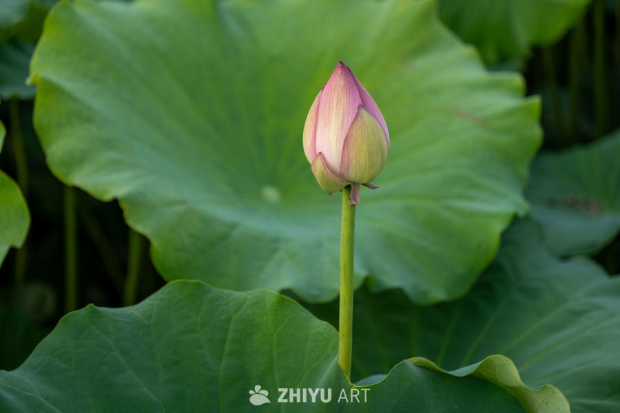 荷花 8