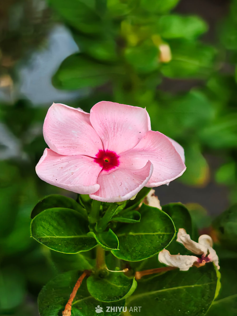花朵特写
