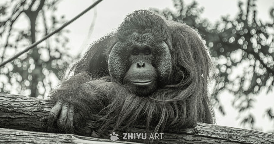 静卧树干的猩猩