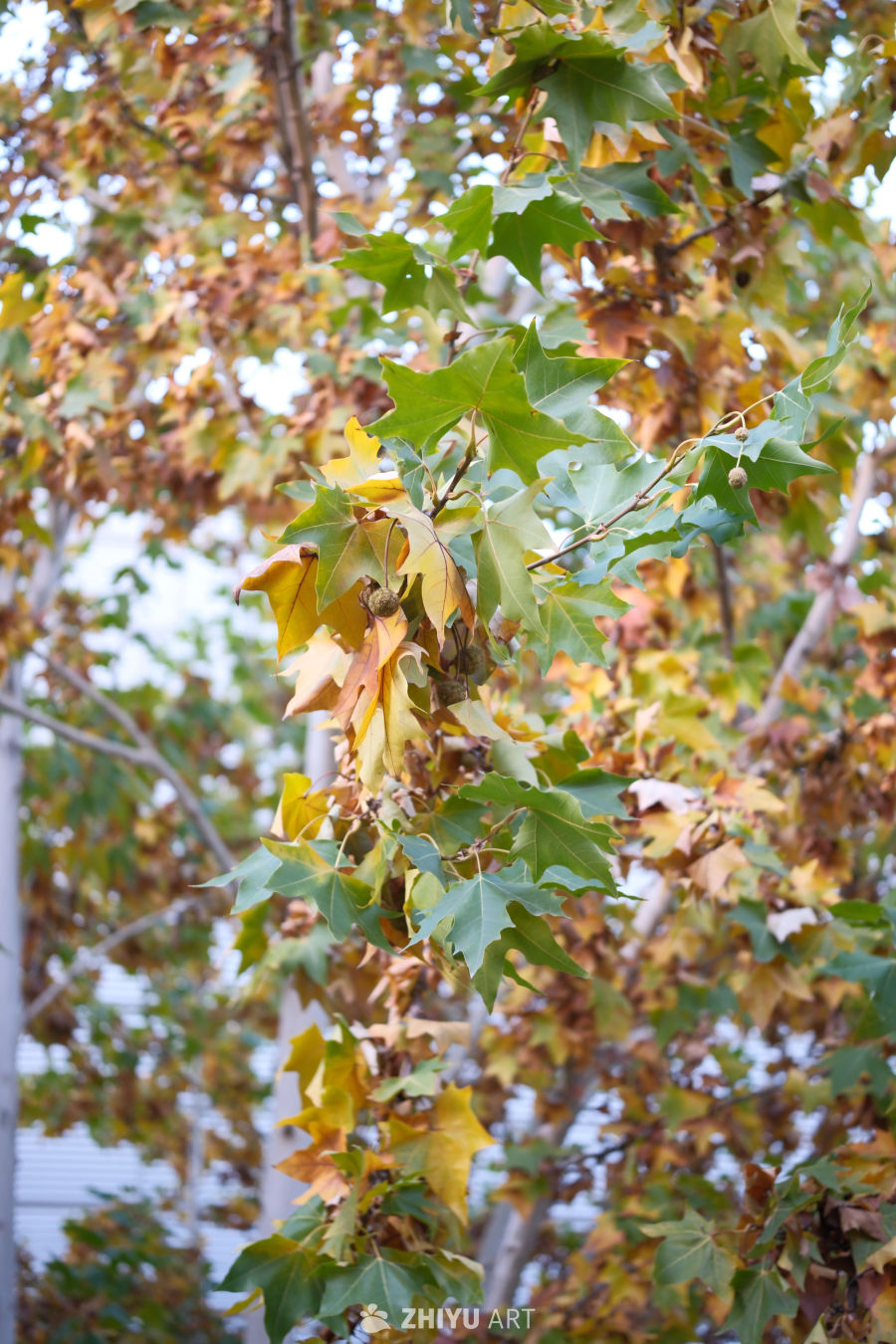 秋日绿黄交织的树叶