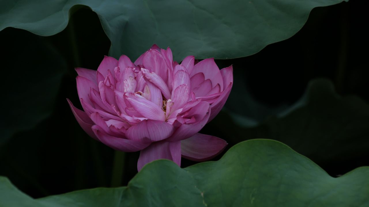 荷花 41