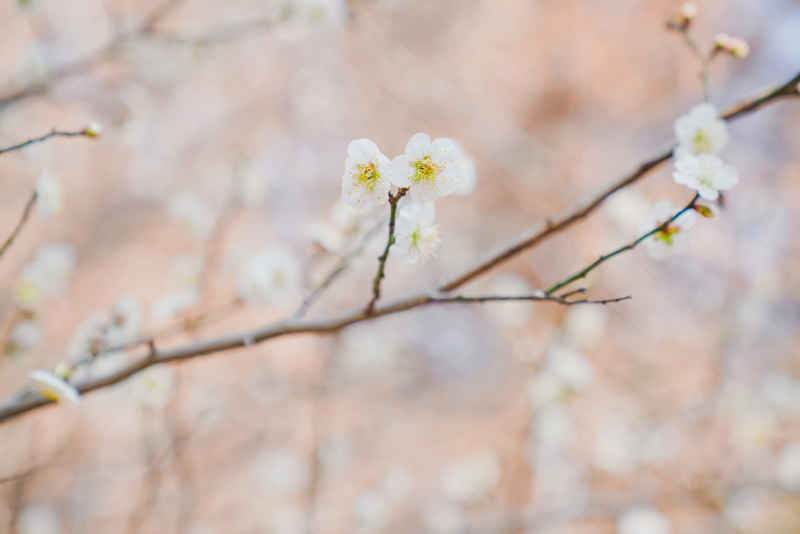 春日梅好 1