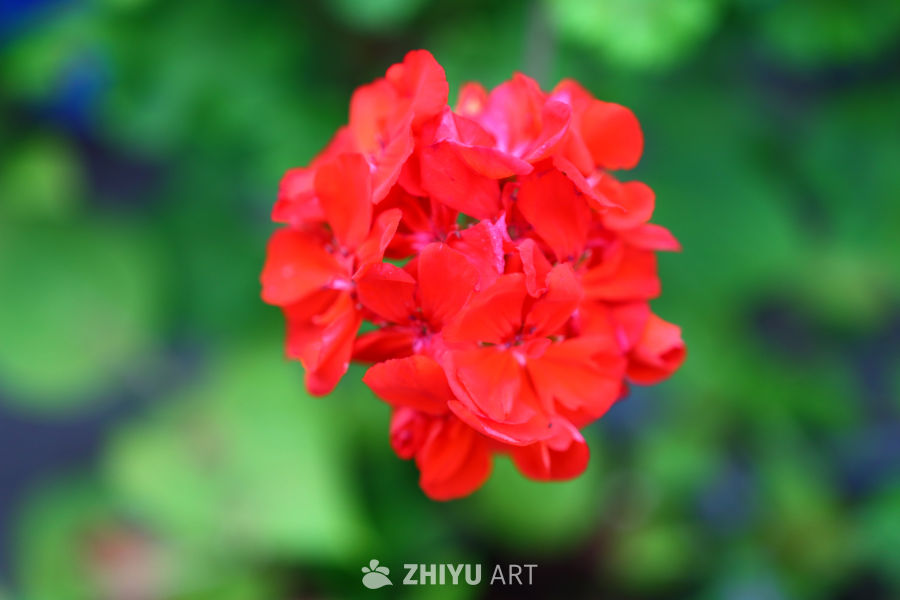 绽放的红色花球
