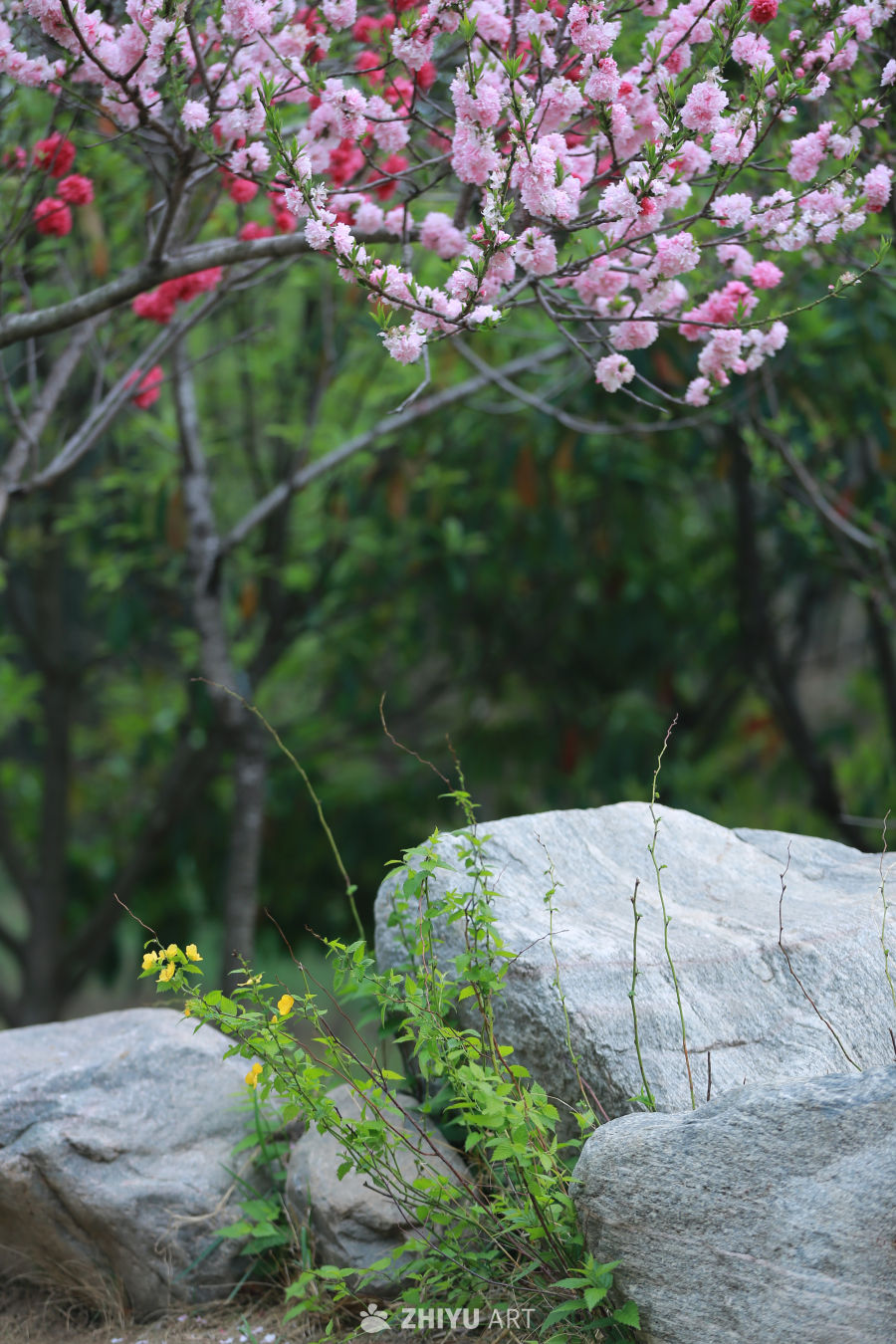 春日樱花与岩石