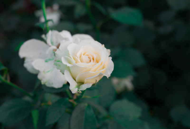 月季花