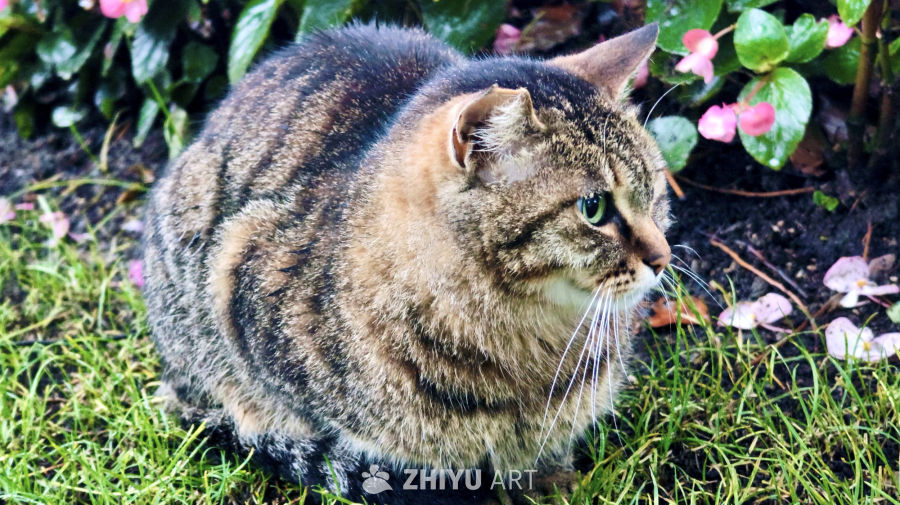 草丛中的小猫