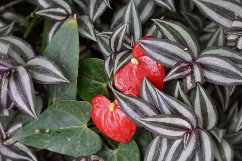 植物