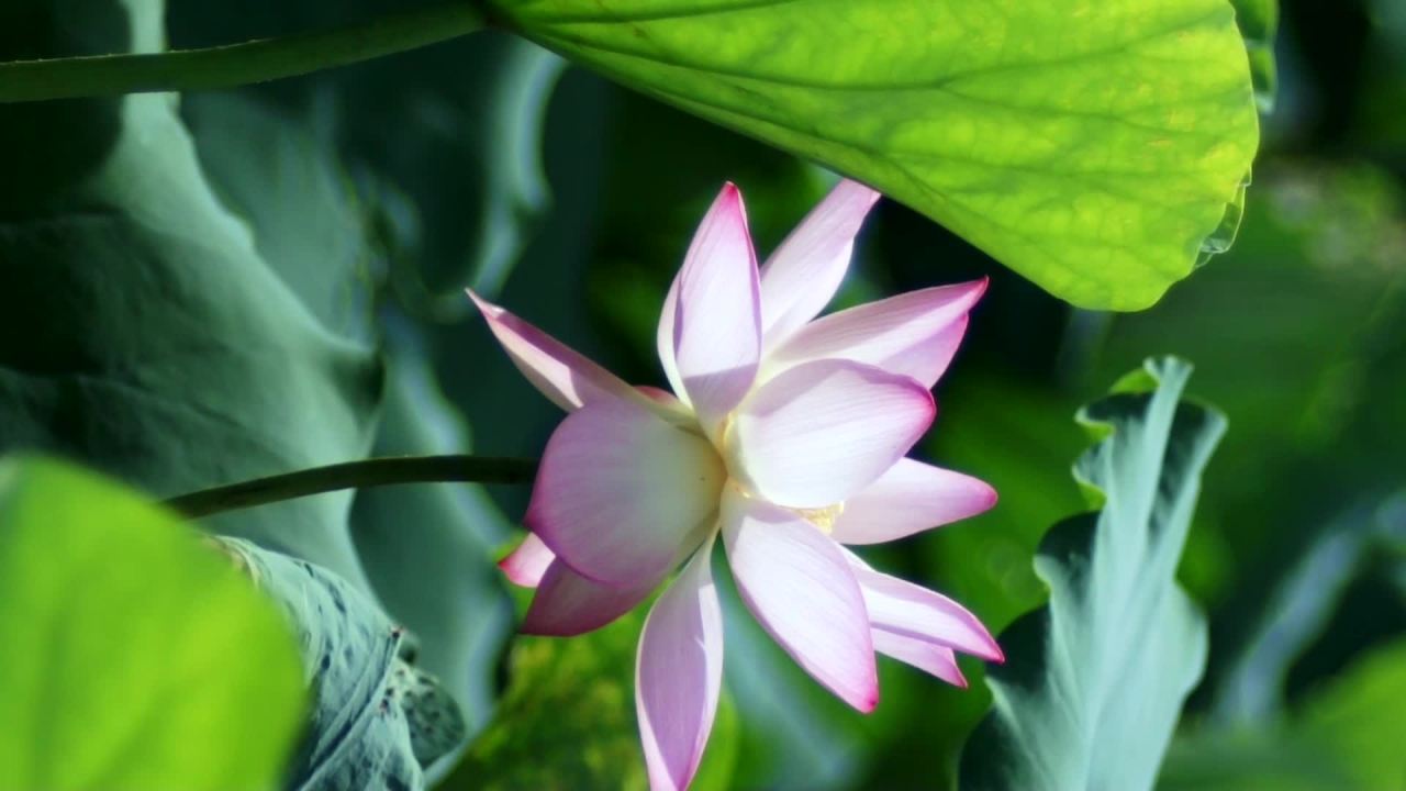 荷花 7
