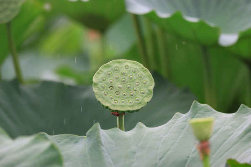荷花 40