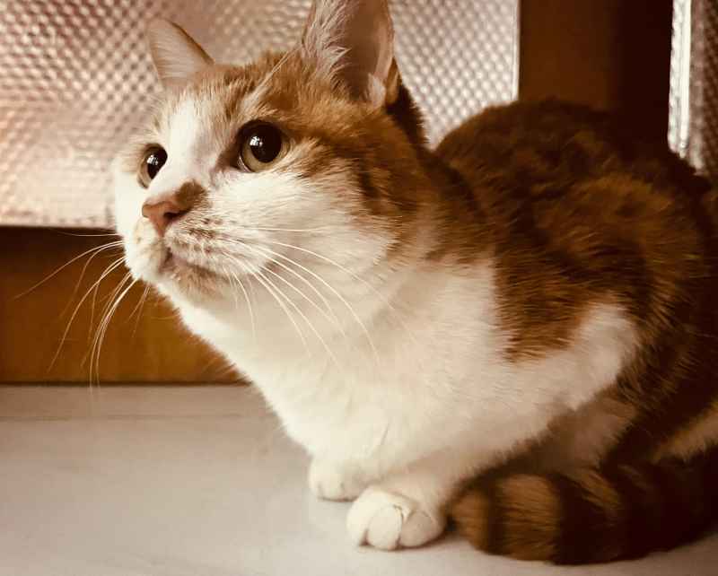 橘猫