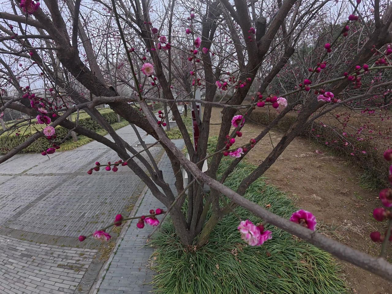 春日梅花绽放