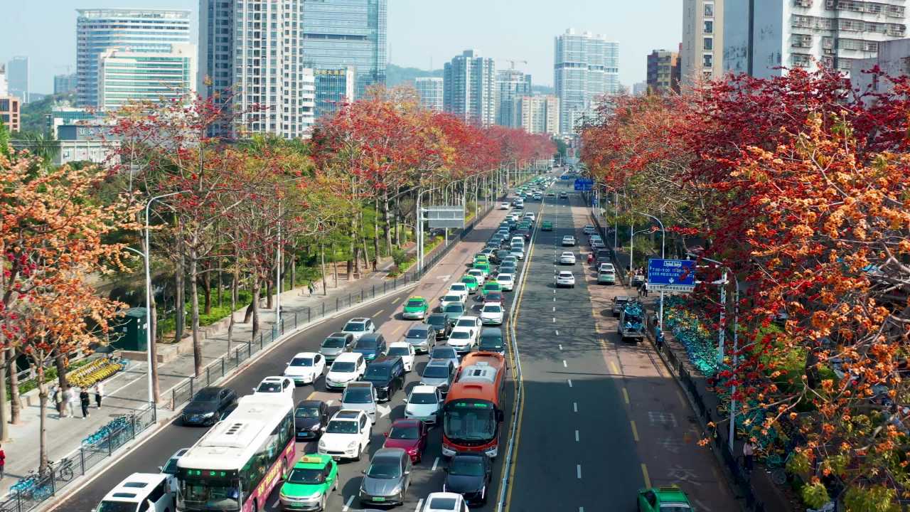 珠海桂花路及海边木棉花盛开 二