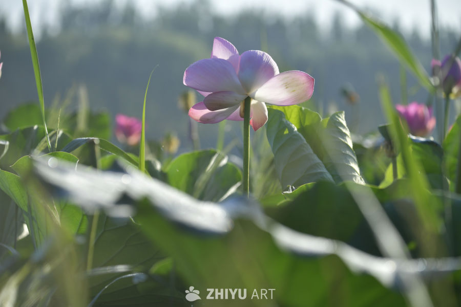晨光中的莲花