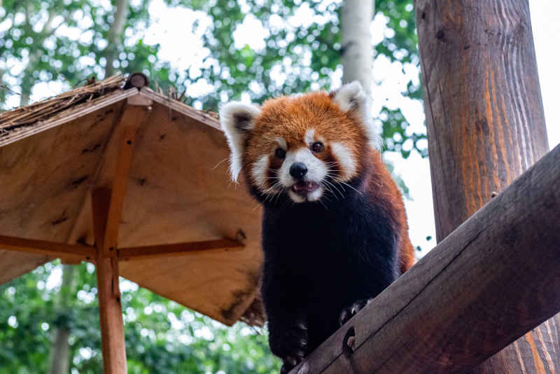 小熊猫