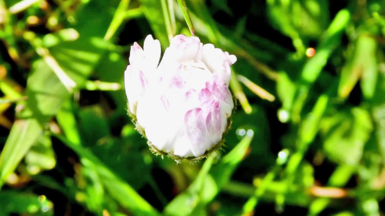 花儿盛开的瞬间