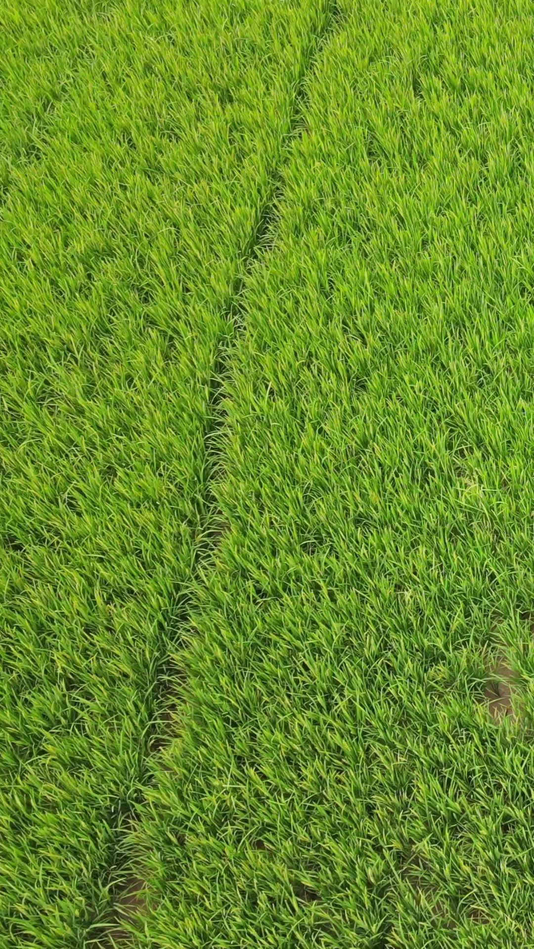  农业种植绿色水稻竖屏航拍