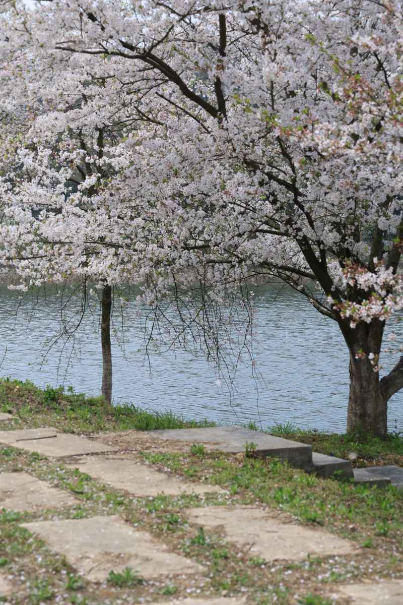 樱花树下