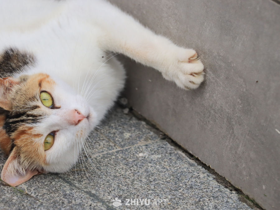 悠闲的午后：伸展爪子的猫咪