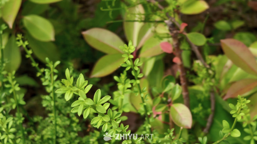 绿意交织的生命韵律——自然系植物特写