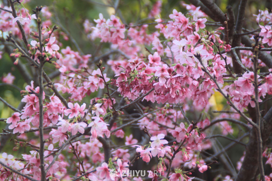 春天当然要拍花