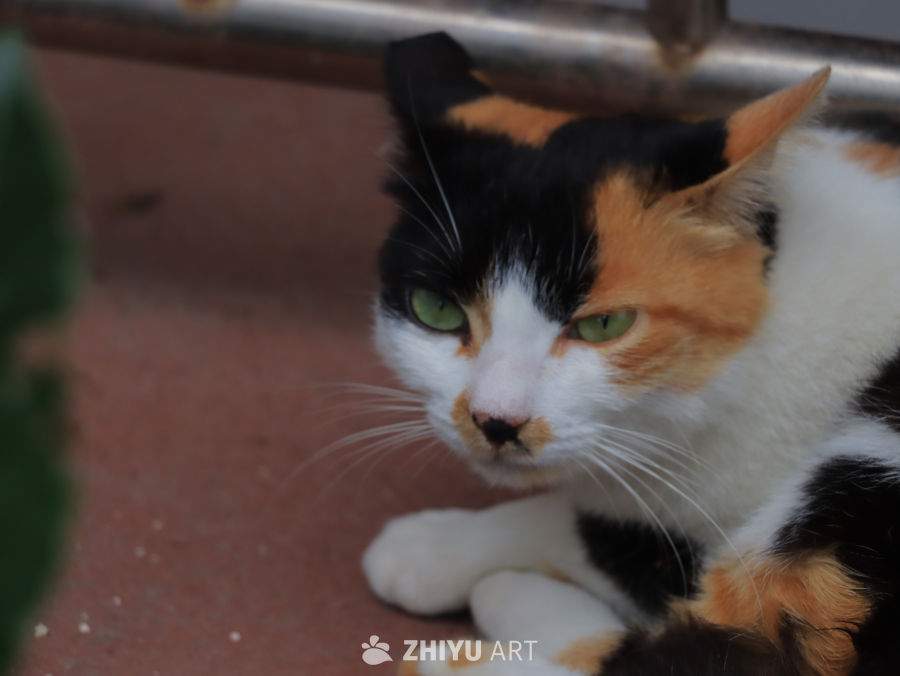 三色猫的凝视