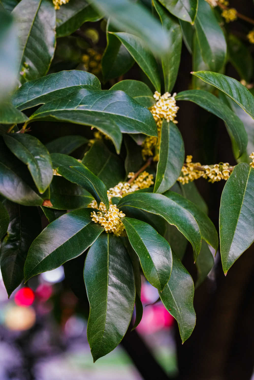 桂花