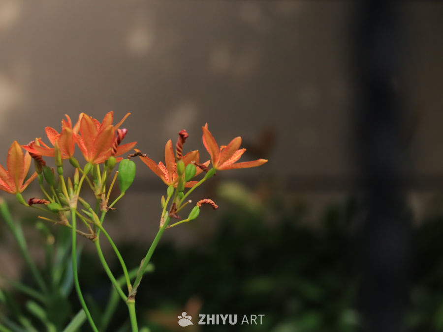 夏日里盛开的黄色小花