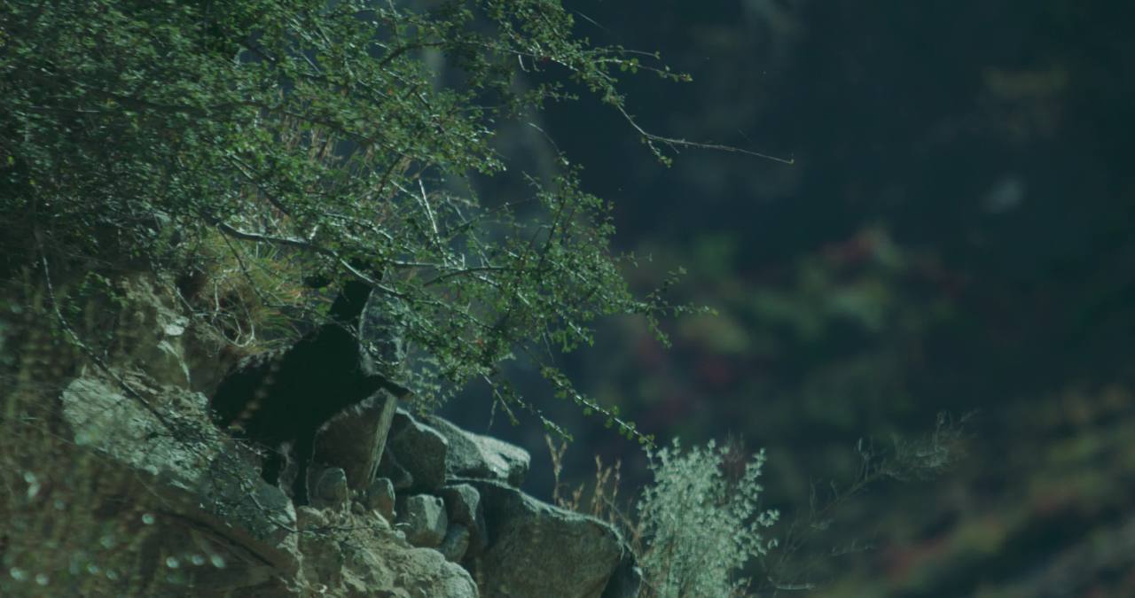 山羊