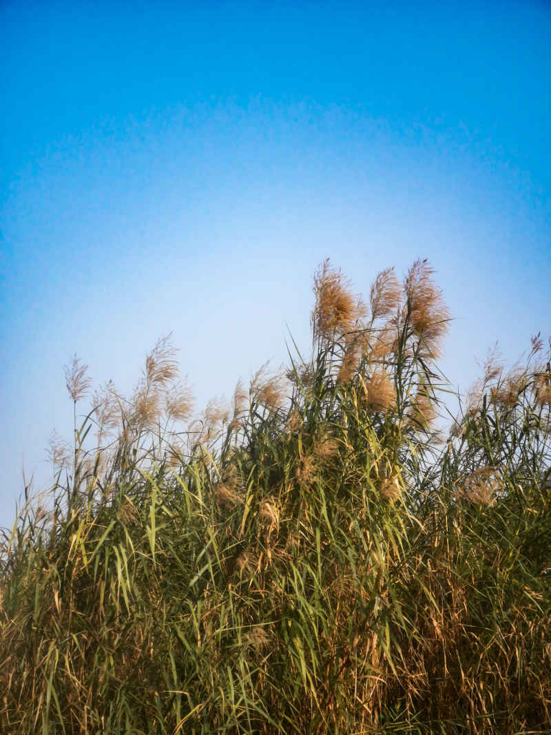 秋天芦苇野草植物摄影图 