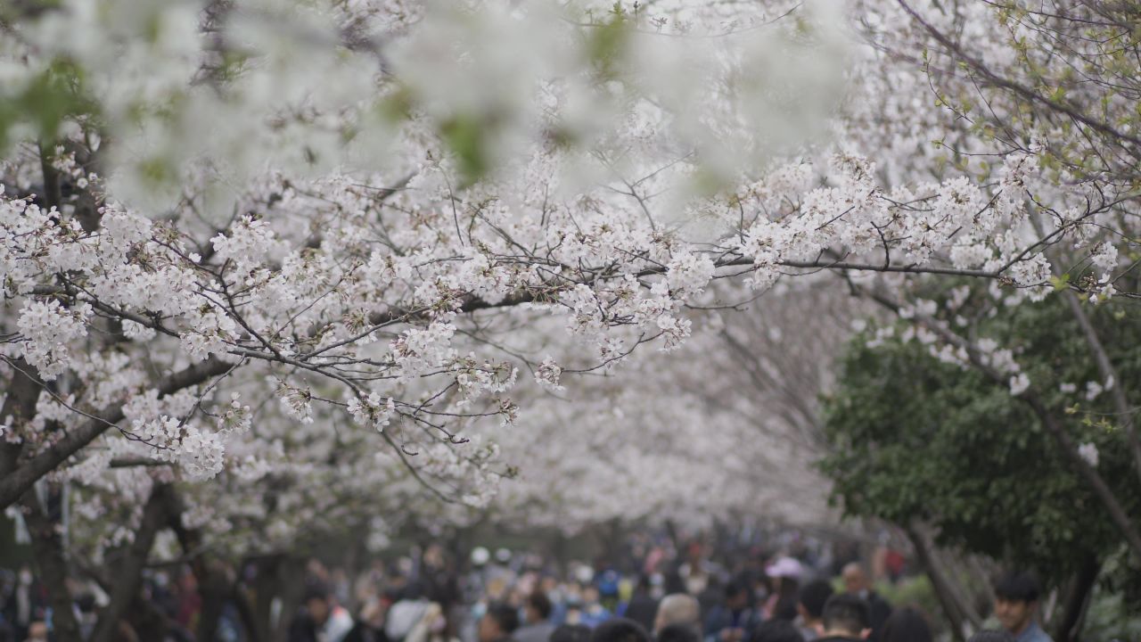 南京樱花