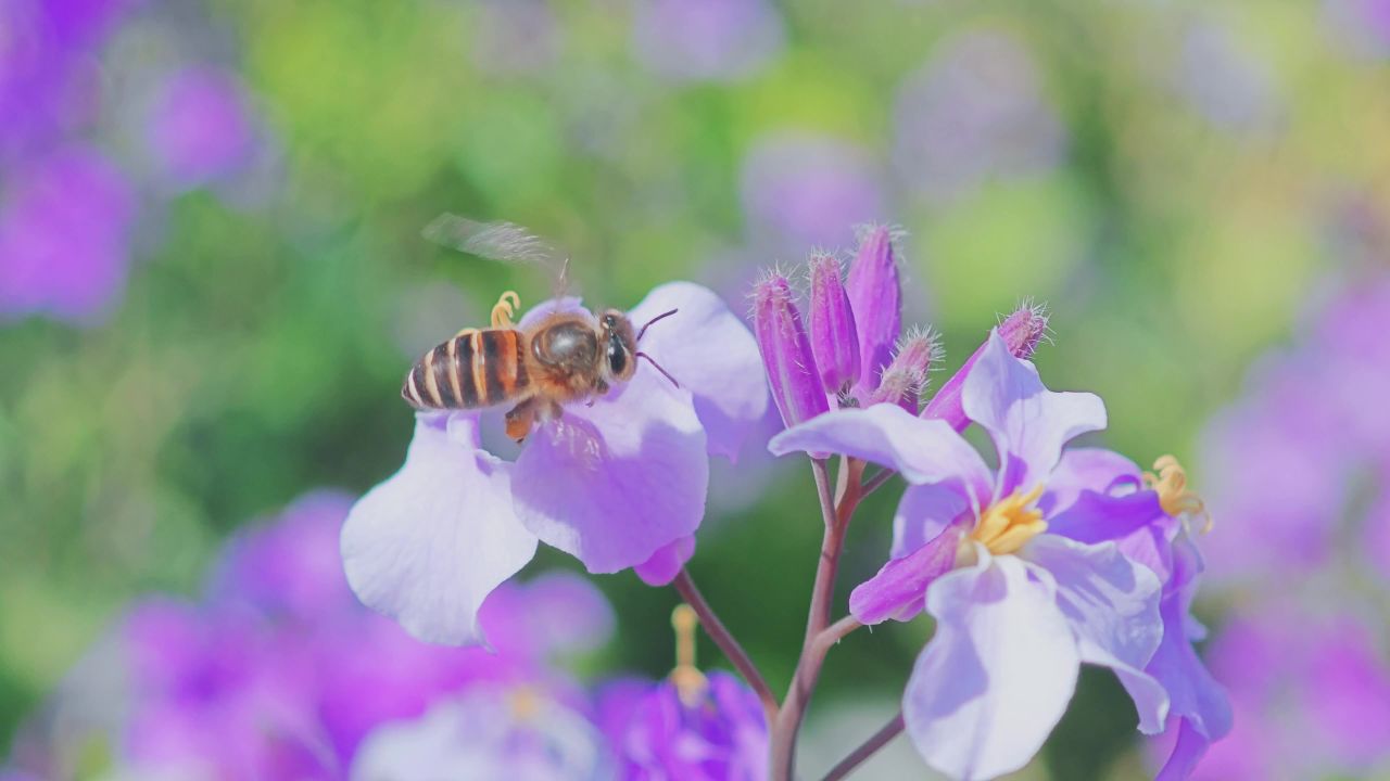 觅春系列：蜜蜂采蜜