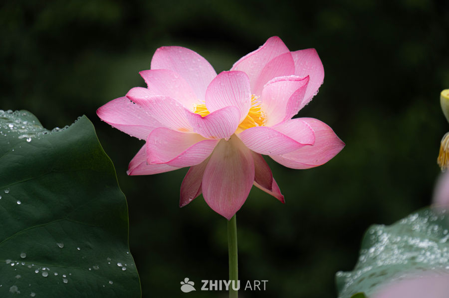 雨后莲花，清新绽放
