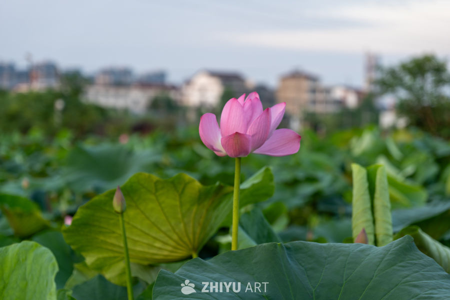 荷花 16