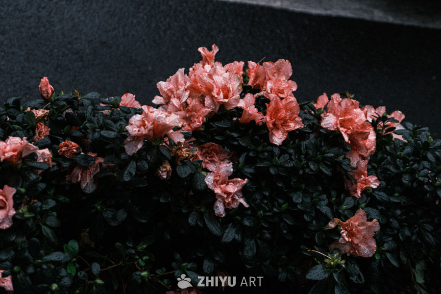 雨后粉花绿叶图